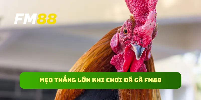 Mẹo thắng lớn khi chơi đá gà FM88