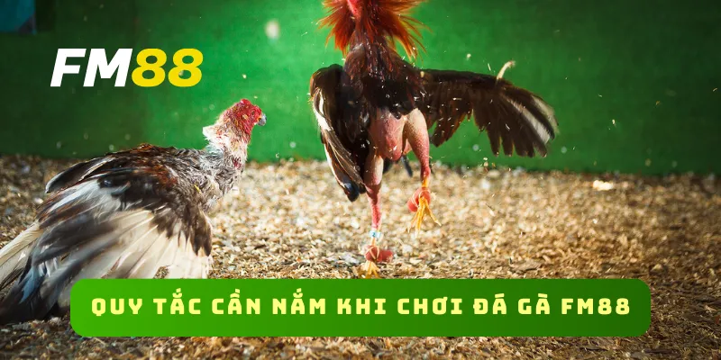 Quy tắc cần nắm khi chơi đá gà FM88