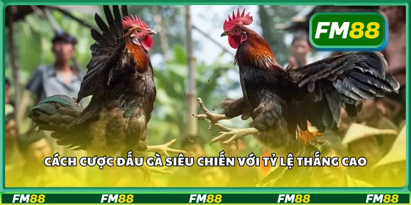 Cách cược đấu gà siêu chiến với tỷ lệ thắng cao