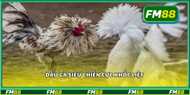 Đấu gà siêu chiến cực khốc liệt 