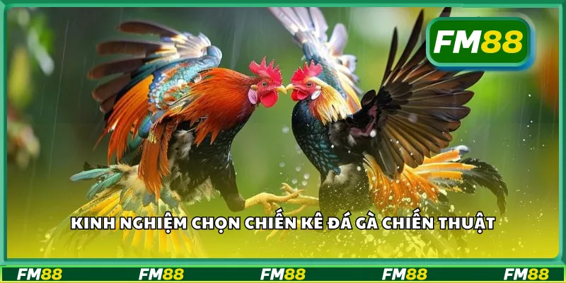 Kinh nghiệm chọn chiến kê đá gà chiến thuật