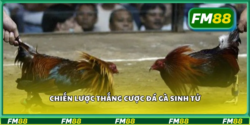 Chiến lược thắng cược đá gà sinh tử