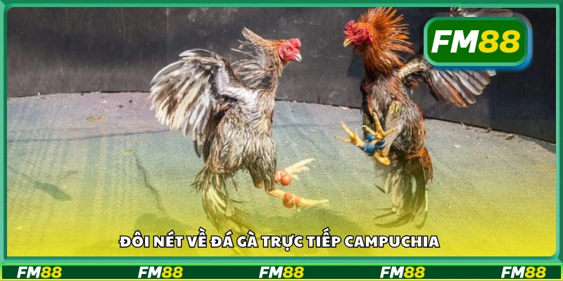 Khái quát sơ lược về đá gà Campuchia 