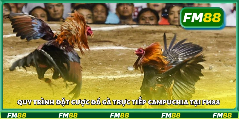 Cách đặt cược đá gà trực tiếp Campuchia tại FM88