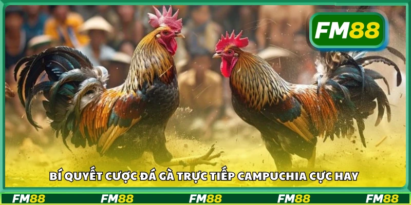 Bí quyết cược đá gà trực tiếp Campuchia cực hay