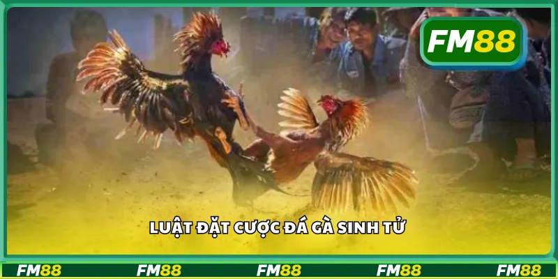 Luật đặt cược đá gà sinh tử