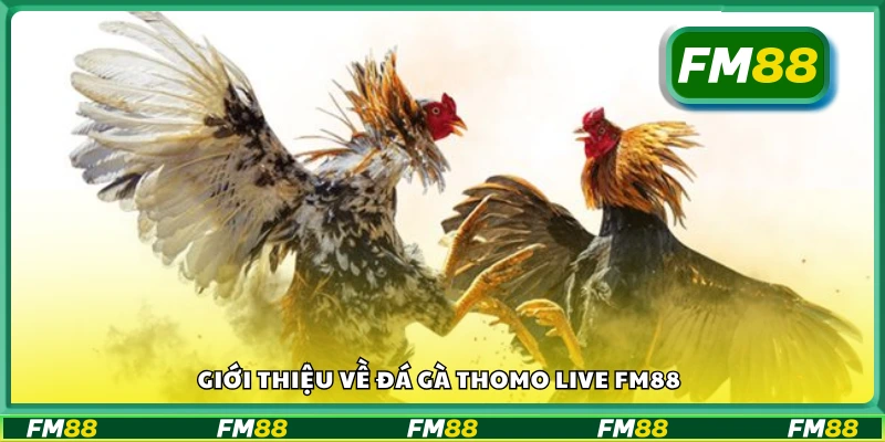 Bao quát về đá gà Thomo Live FM88