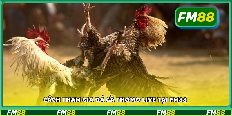 Hướng dẫn cách tham gia đá gà Thomo Live tại FM88