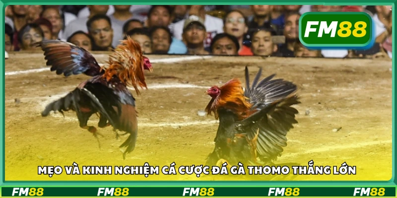 Mẹo và kinh nghiệm cá cược đá gà Thomo thắng lớn